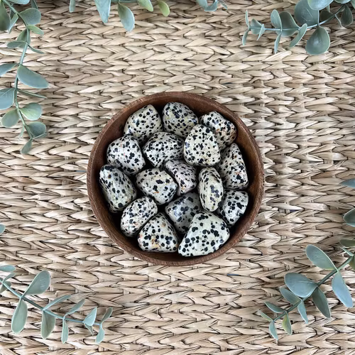 Dalmatinerjaspis trumlad (mellan)