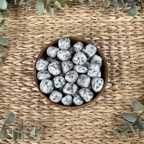 Kiwijaspis trumlad (mellan)