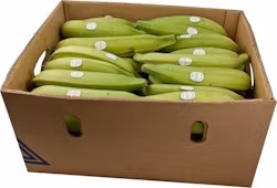 Plantain Gröna
