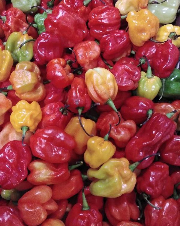 Habanero