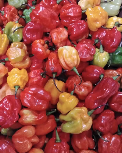 Habanero