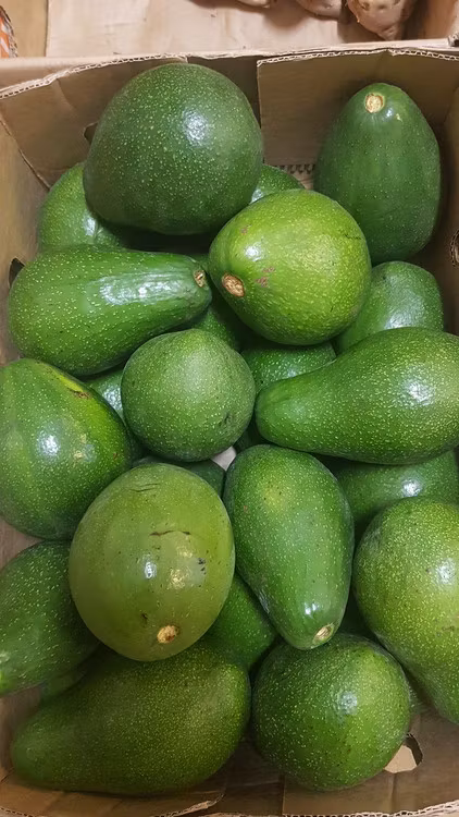Avocado