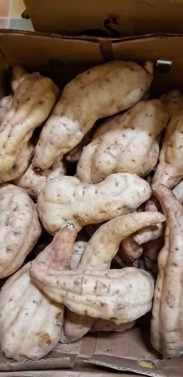 Sweet Potatoes White