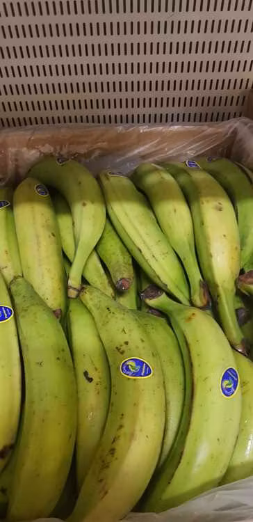 Plantain Gröna