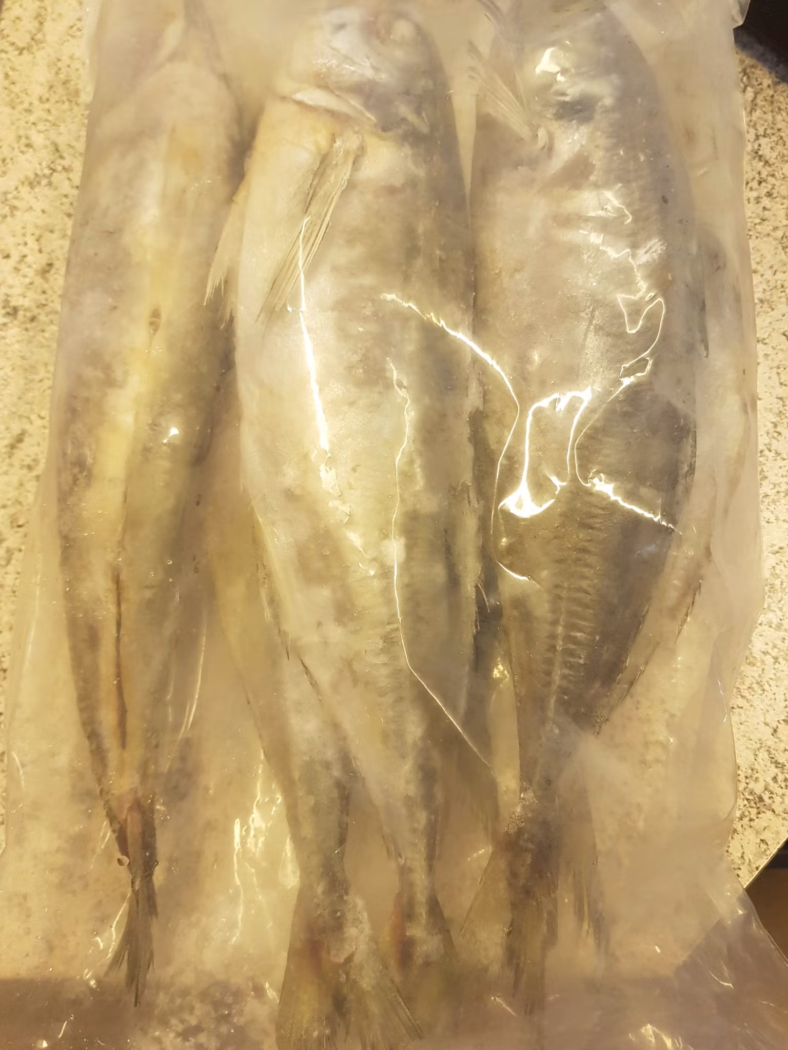 Horsemackerel