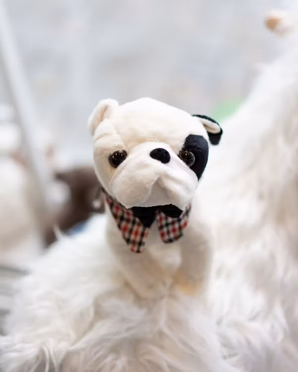 Gentleman Bulldog