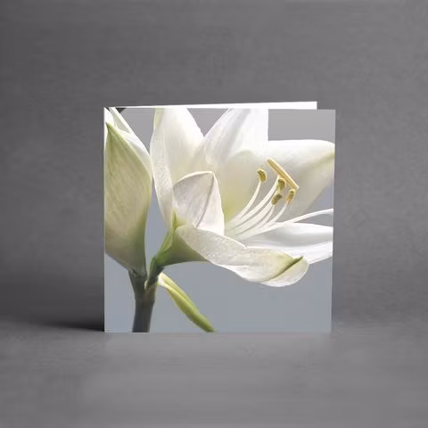 Vit blomma /Lilja