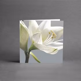 Vit blomma /Lilja