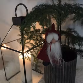 Sophie - Åsas Tomtebod