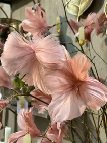 Blomfjädrar Gammelrosa