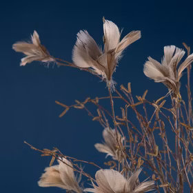 Blomfjädrar mullvad