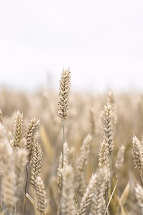 Sädesslag - FINE ART PRINT - emma premberg photo