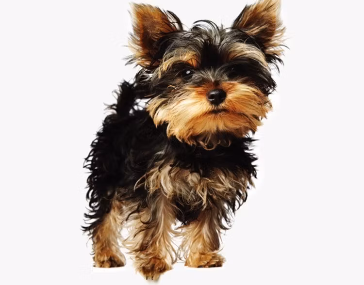 Mi Fido Delicate Hygenic Shampoo för djur