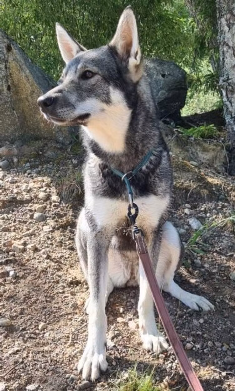 Mi Fido Delicate Hygenic Shampoo för djur
