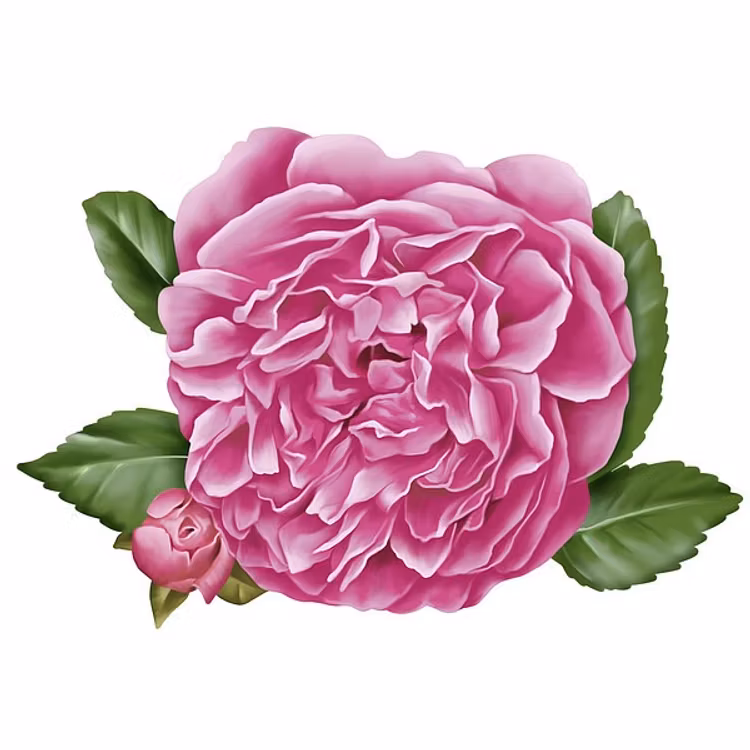 Tonad fuktkräm, dagkräm - eko rose