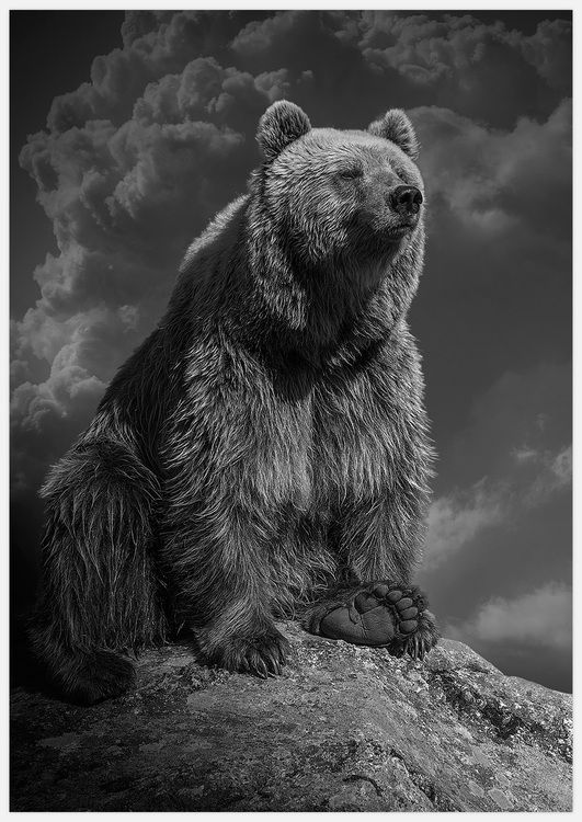 Bear Art Print