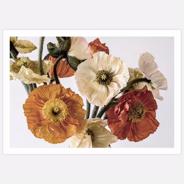Light-coloured Poppies Art Print