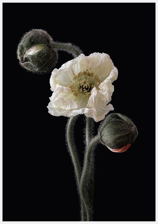 Poppy Pose 1 Art Print