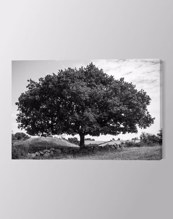Amazing Tree Canvastavla