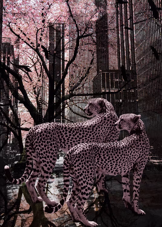 Pink Cheetah Canvas