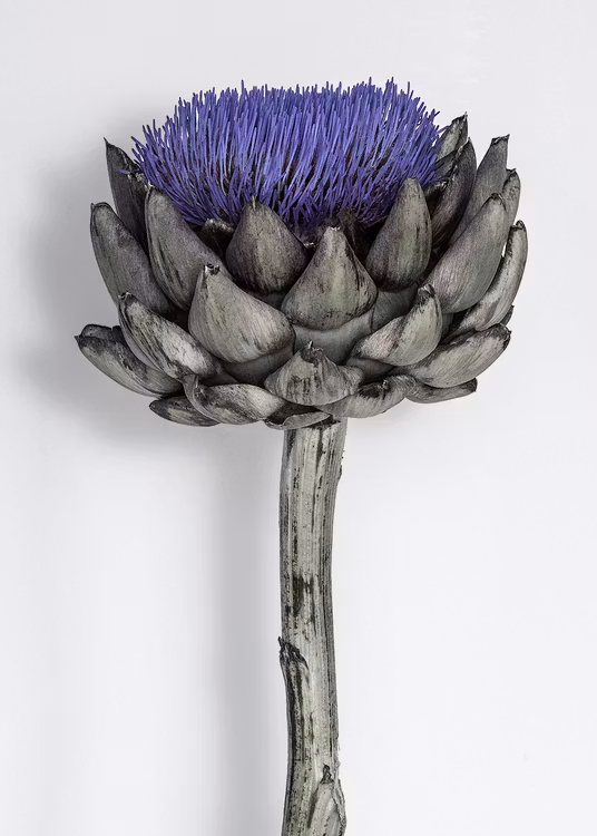Purple Artichoke on Canvas