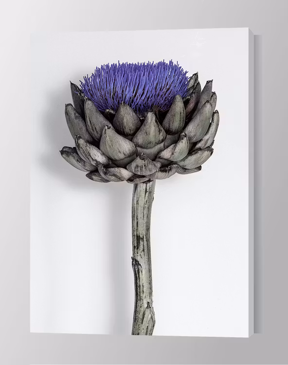 Purple Artichoke on Canvas