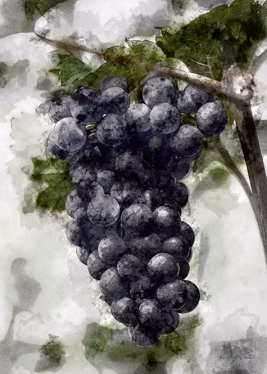 Grapes Canvastavla