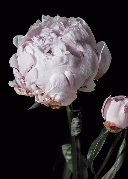 Peony Bud Canvas