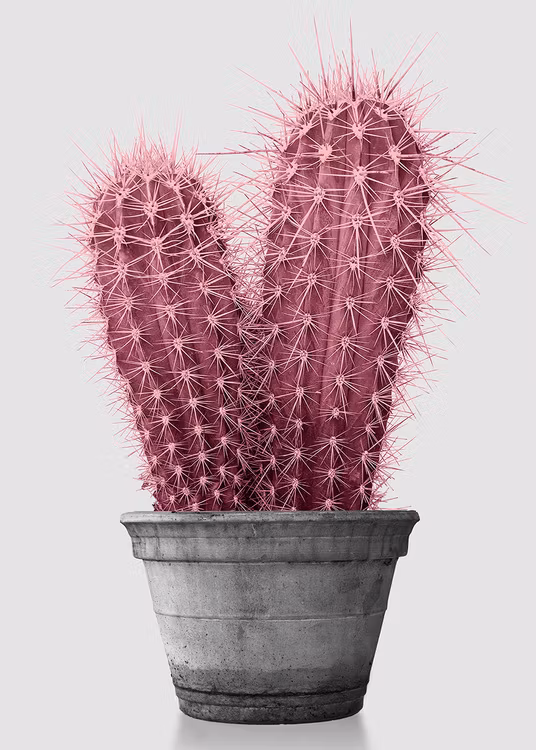 Pink Cactus Canvas
