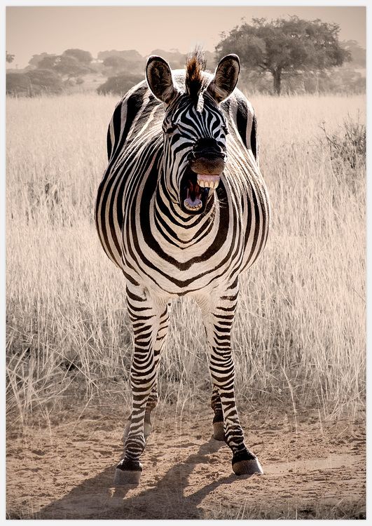 Zebra Laugh Art Print