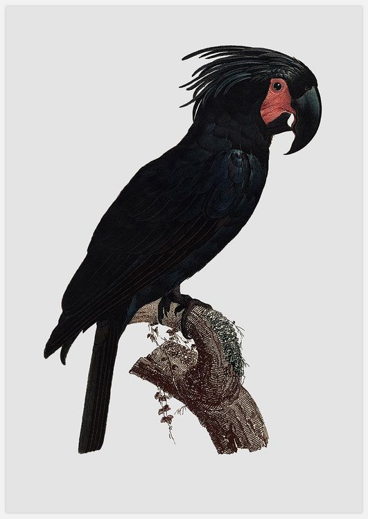 Black Parrot Art Print