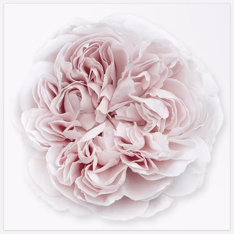 Tavla med ros, Rose Duchesse de Montebello’ 5 Art Print, foto Insplendor art studio i Sverige.