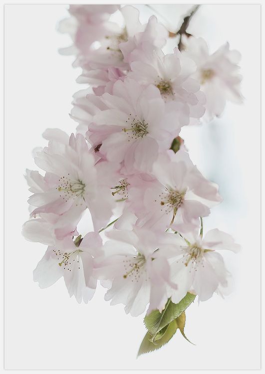 Cherry Blossom Art Print