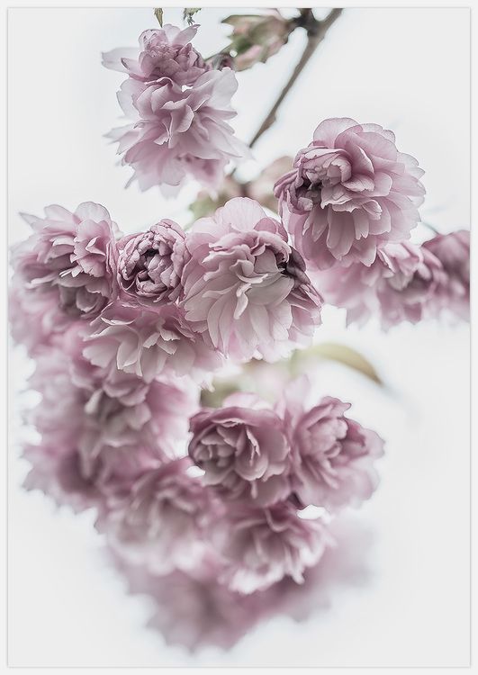 Spring Flowers Art Print