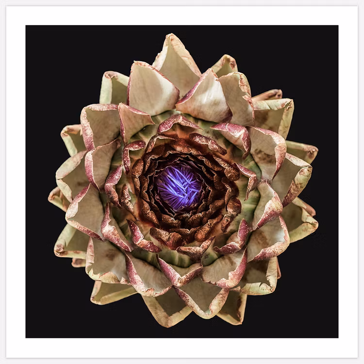 The Artichoke Art Print