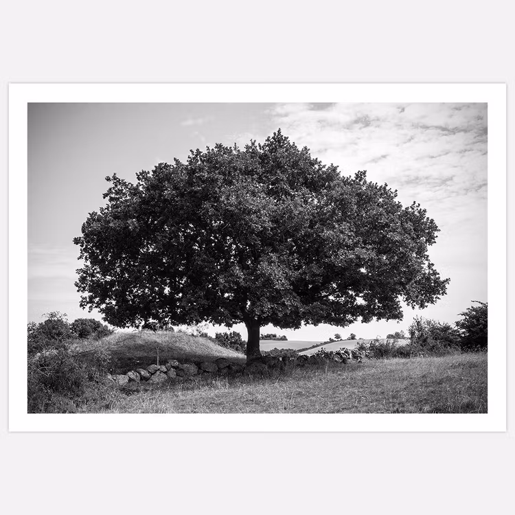 Fotokonst Amazing tree, svartvit fotokonst av Insplendor Art Studio i Sverige.