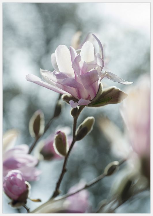 Pink Magnolia Art Print