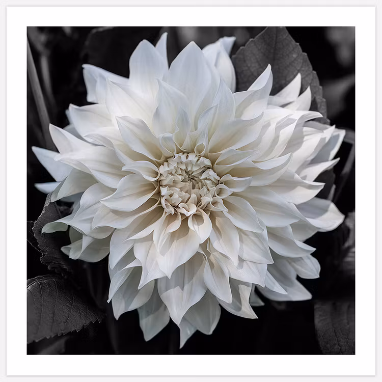 Art Print med vit dahlia foto Insplendor Art Studio i Sverige.