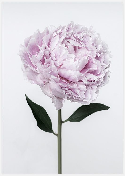 Pink Peony Art Print