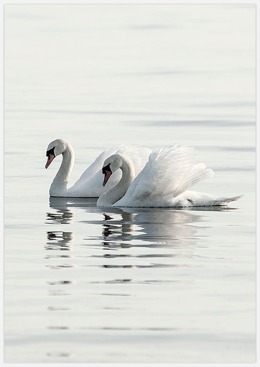 Swan Love Art Print
