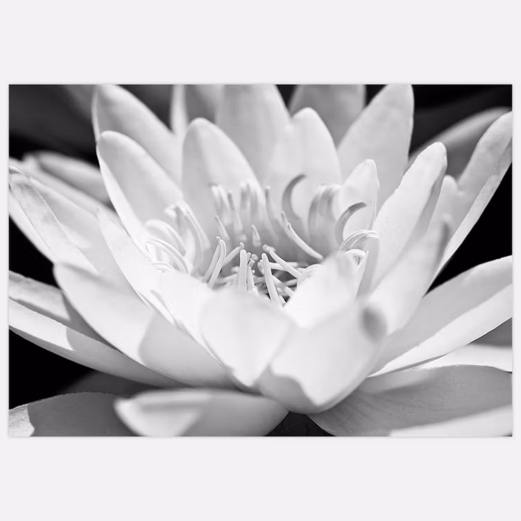 Tavla med näckros i närbild, svartvitt. Foto: Insplendor studio.