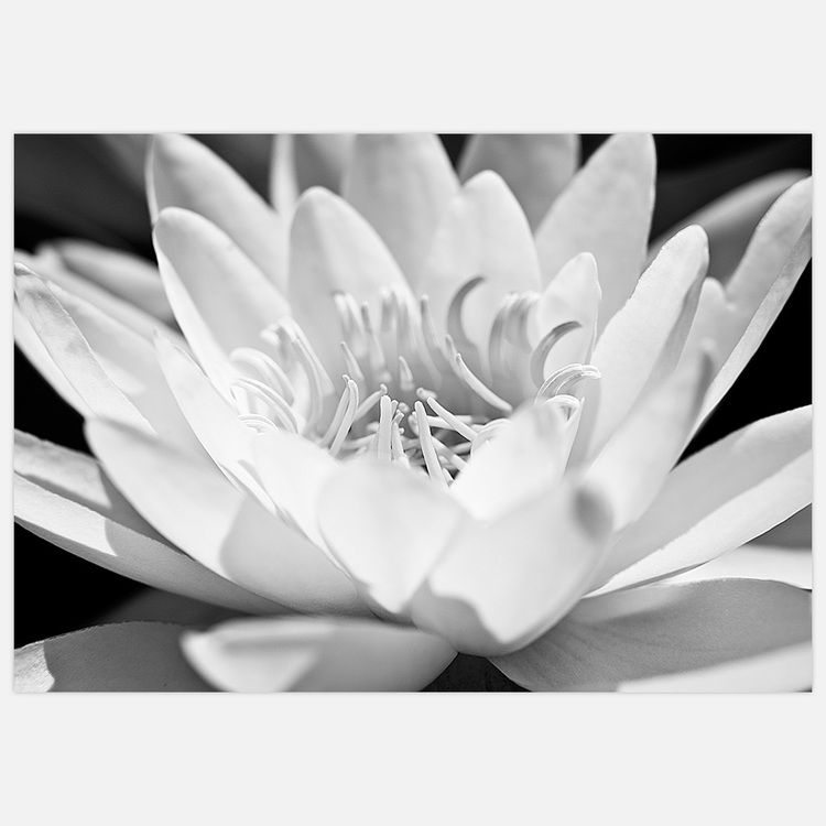 Water Lily close-up Art Print