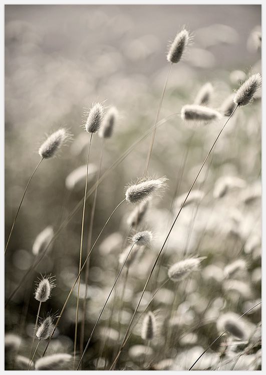 Nordic Summer Art Print