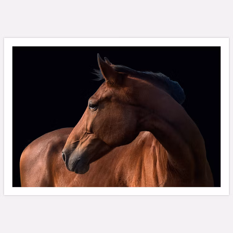 Tavlan Beautiful Horse med vit bård fotograferad och printad i Sverige av Insplendor Art Studio.