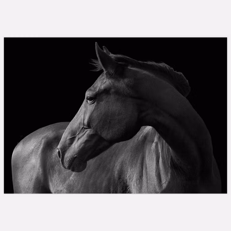 Horse black & white poster