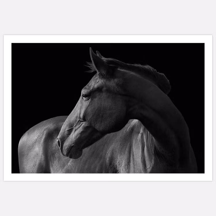 Horse black & white poster