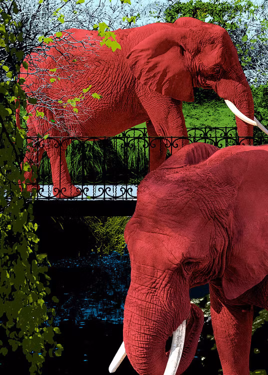 Elephant Park variant 2 Canvas