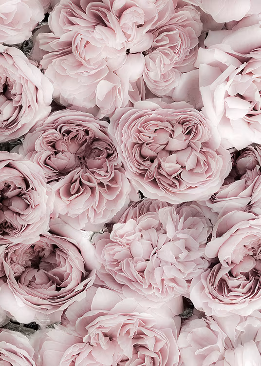 Pink Rose Bed Canvas
