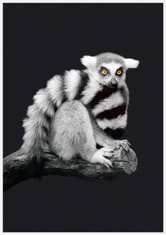 Lemur Art Print