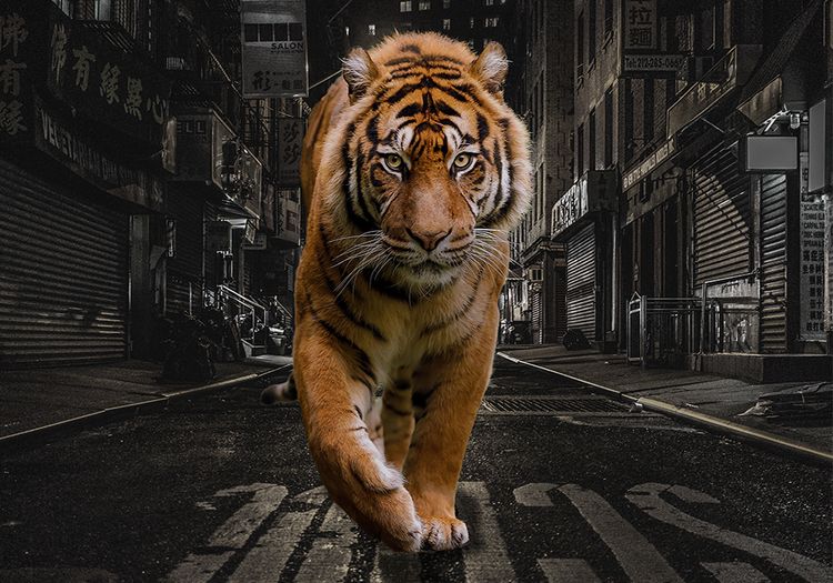 City Tiger Canvas